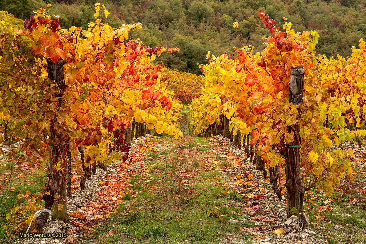 Le viti del Chianti