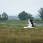 LE VOL DE LA CIGOGNE...