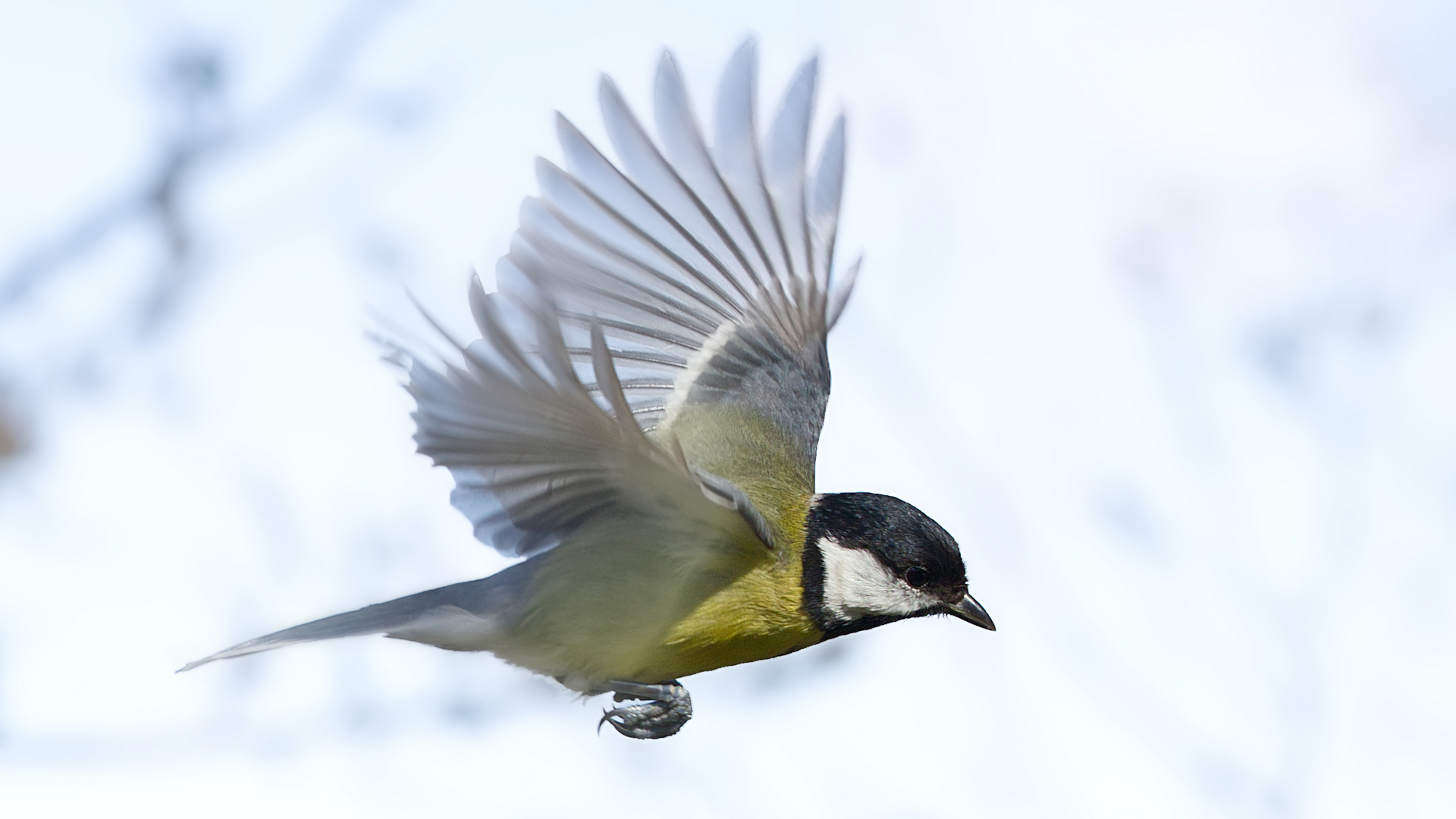 Le vol de la mésange