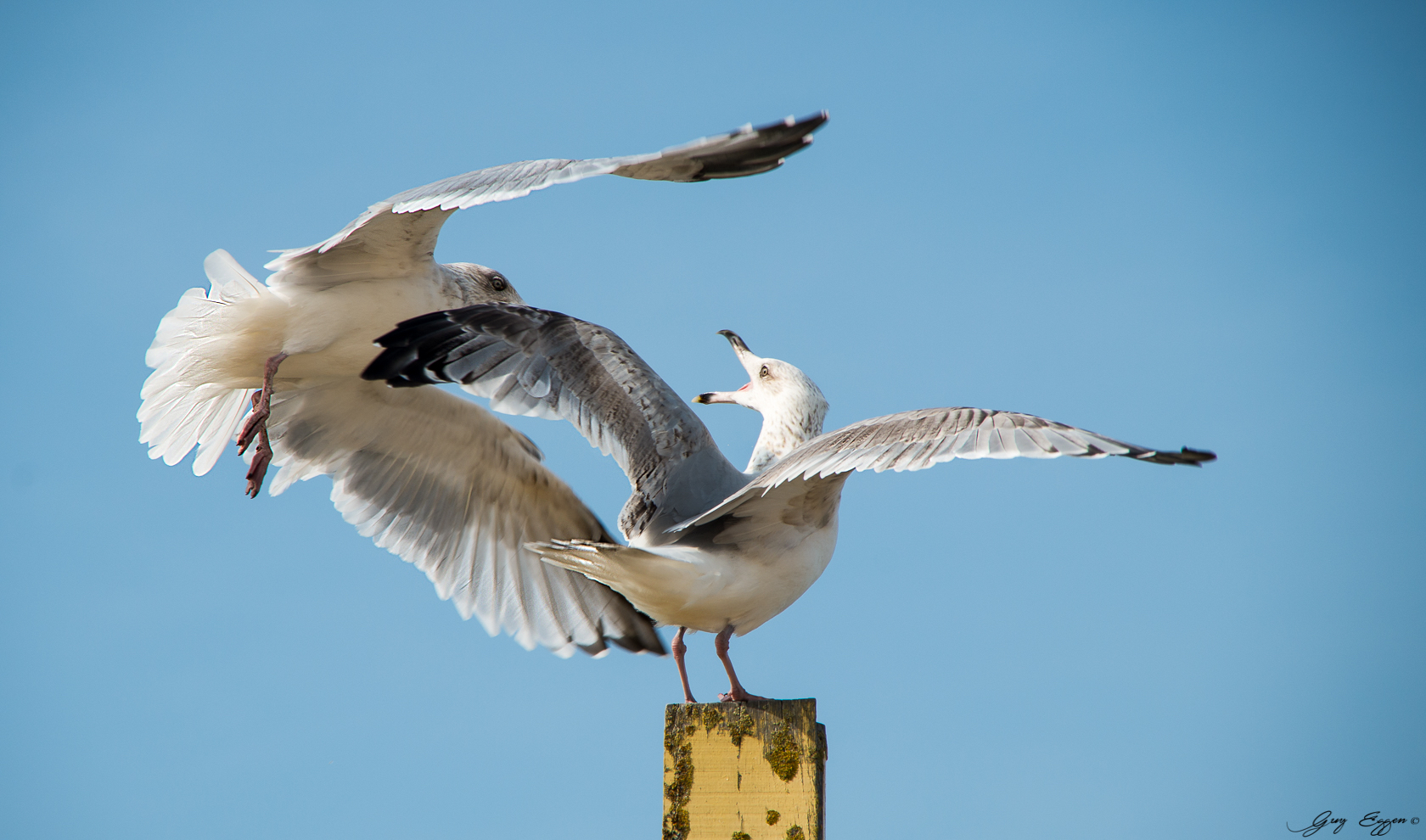 Le vol de la mouette