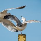 Le vol de la mouette