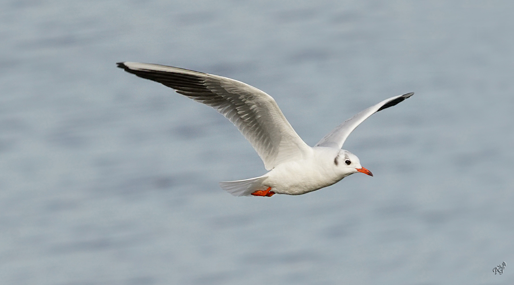 Le vol de la mouette