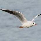 Le vol de la mouette