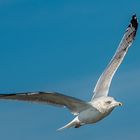 Le vol de la mouette