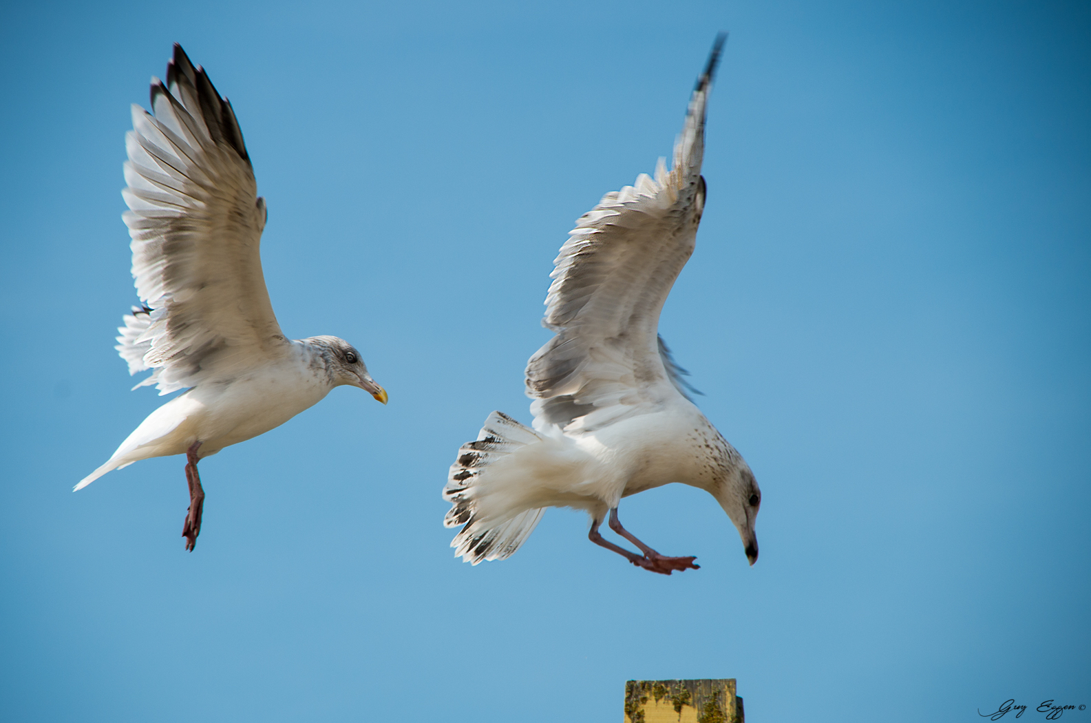 Le vol de la mouette