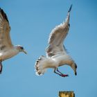 Le vol de la mouette