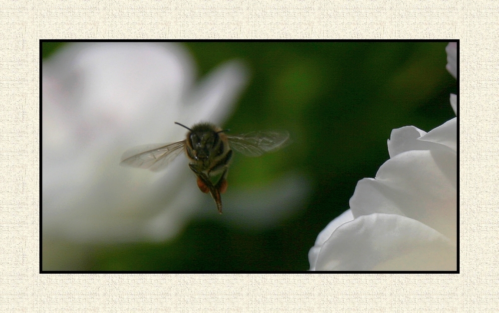 " Le vol de l'abeille "