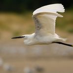 Le vol de l'aigrette