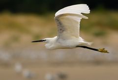 Le vol de l'aigrette