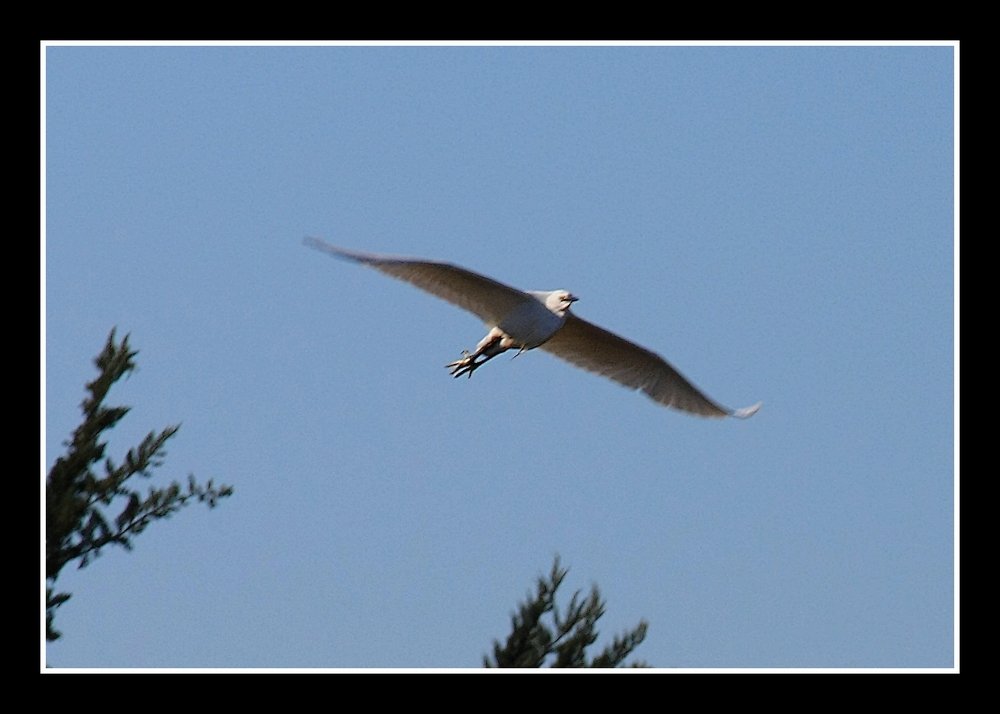 " Le vol de l'aigrette "