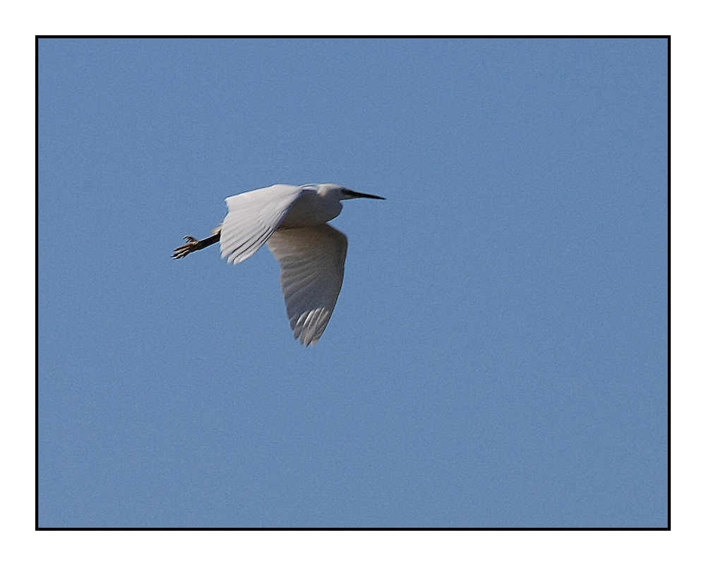 " Le vol de l'aigrette "