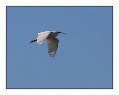 " Le vol de l'aigrette "