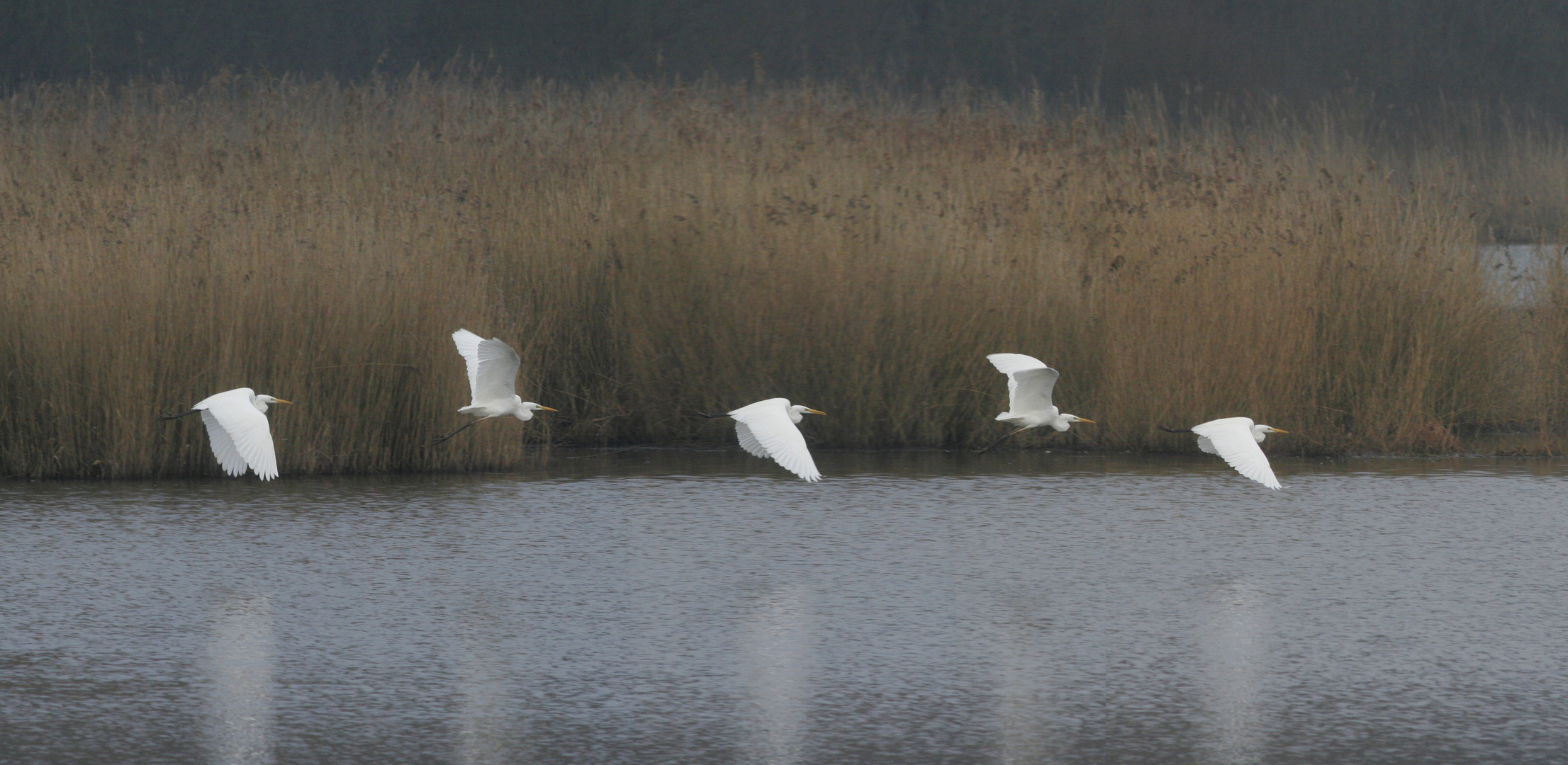 le vol de l'aigrette