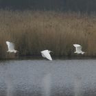 le vol de l'aigrette