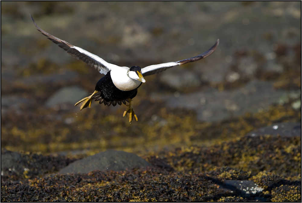 Le vol de l'eider