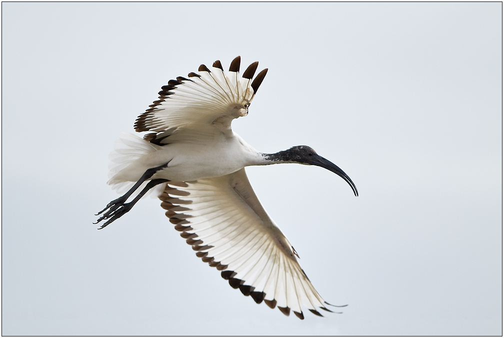 Le vol de l'ibis.