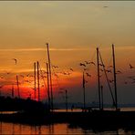 Le vol des mouettes au soleil couchant