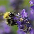 le vol du bourdon