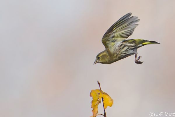 Le vol du bruant jaune