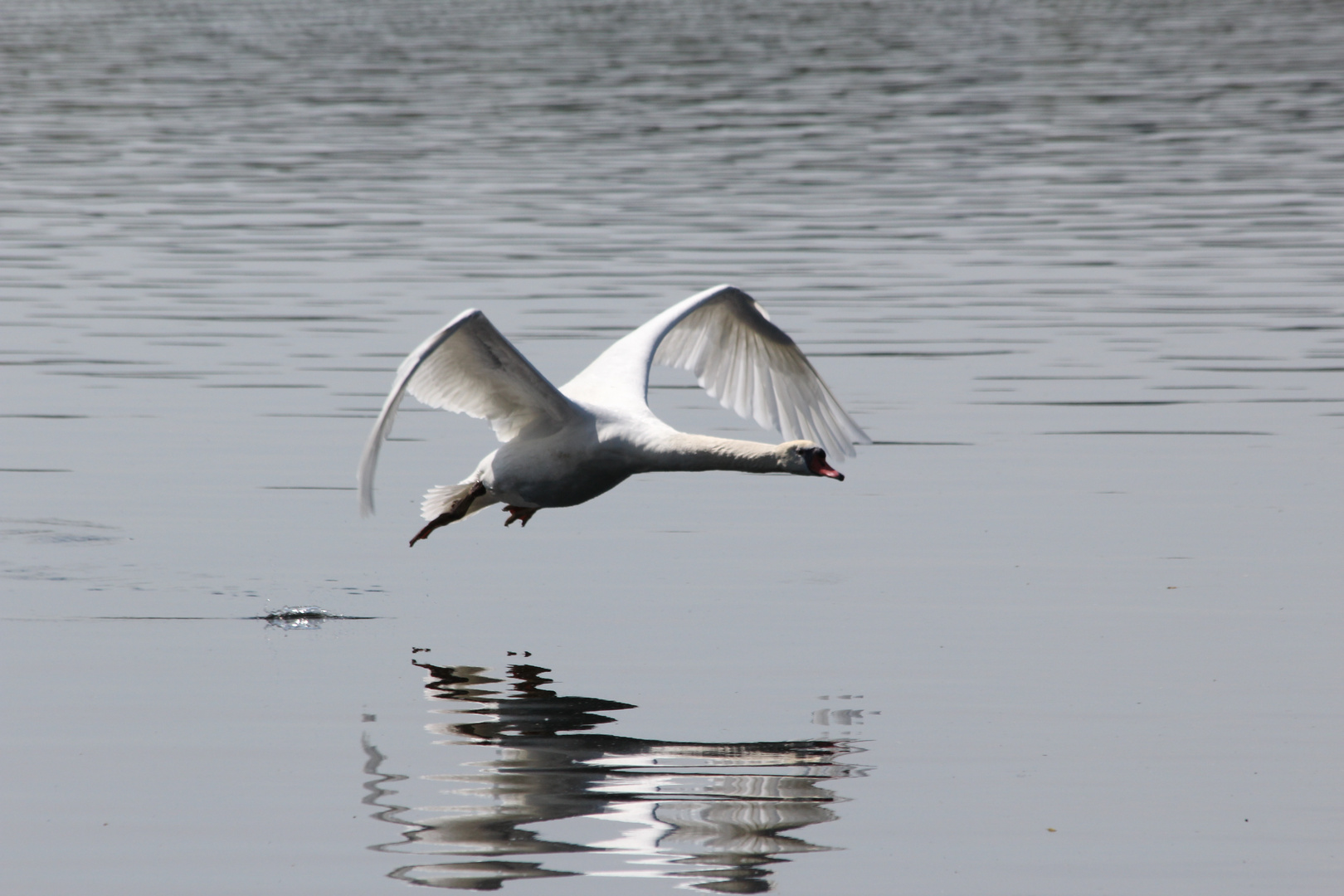 le vol du cygne photo et image nature, animaux, oiseaux Images
