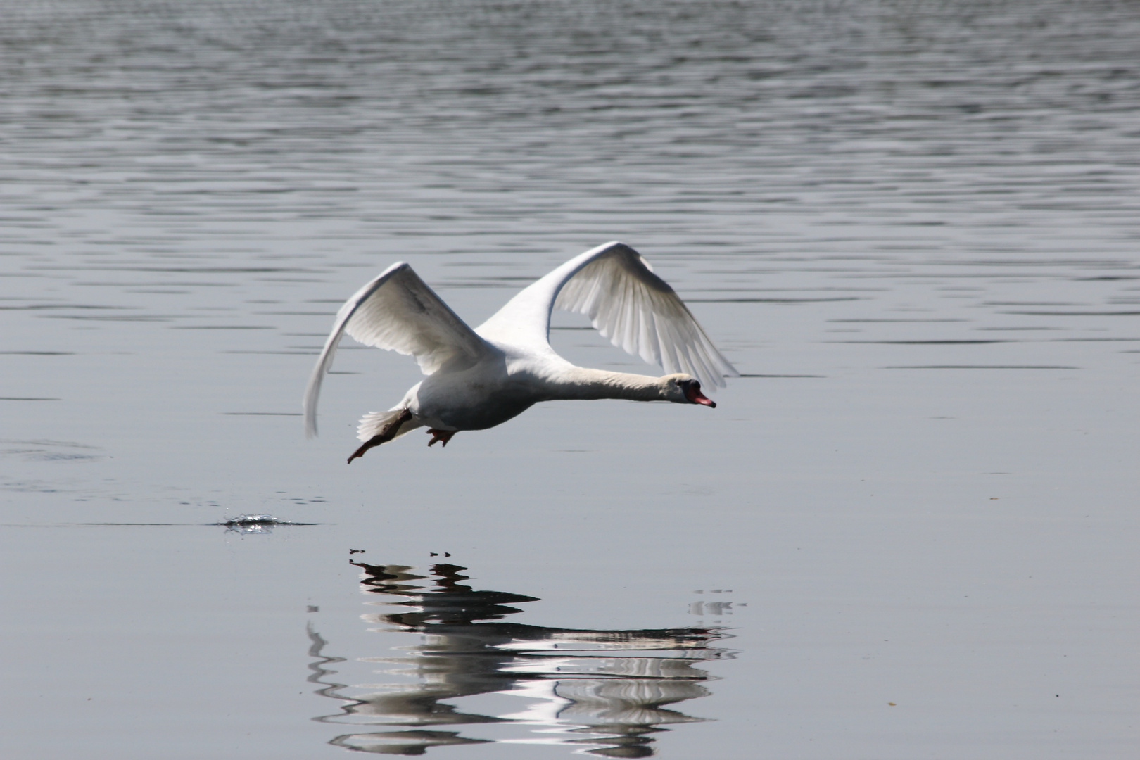 le vol du cygne