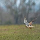 Le vol du faucon crécerelle