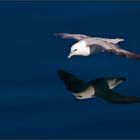 Le vol du fulmar