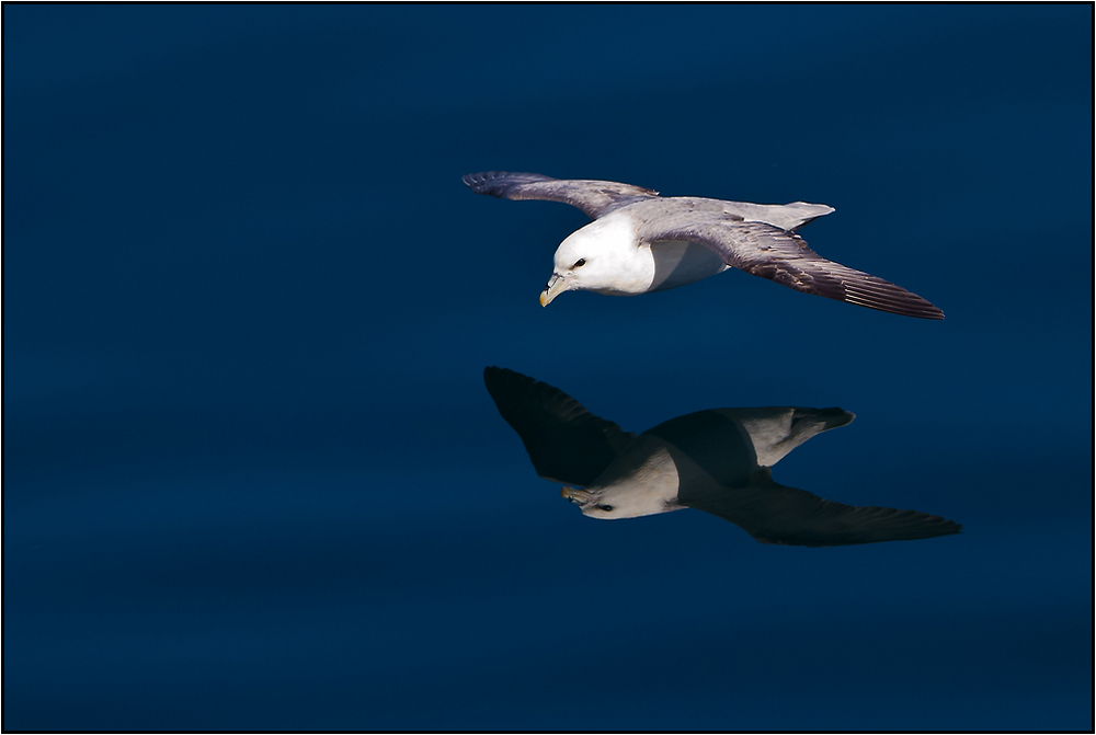 Le vol du fulmar