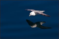 Le vol du fulmar