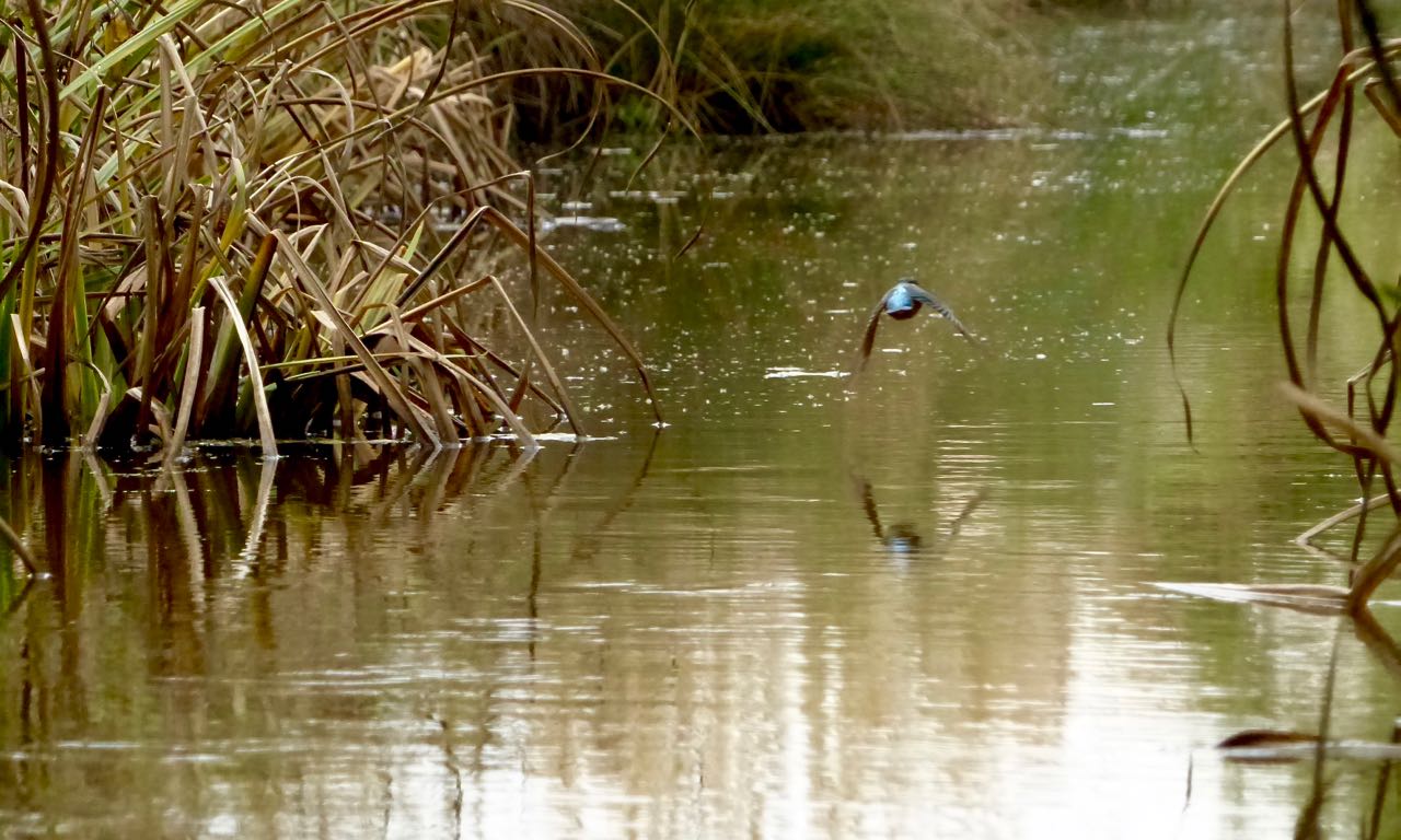 le vol du Martin pêcheur le matin au dessus des joncs.