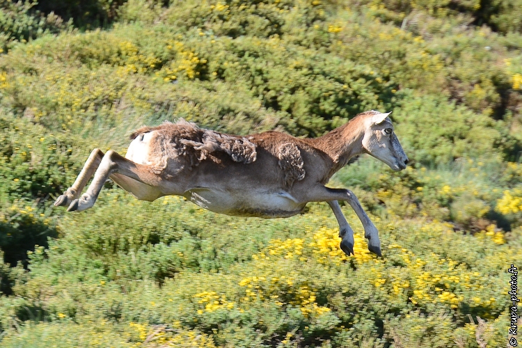 Le vol du mouflon