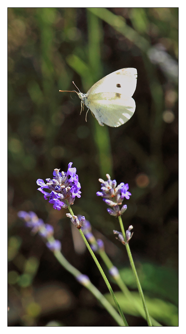 Le vol du papillon