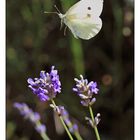 Le vol du papillon