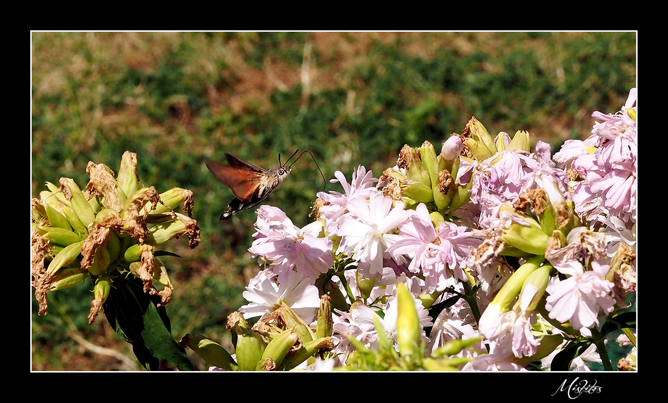 Le vol du sphinx colibri