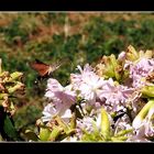 Le vol du sphinx colibri