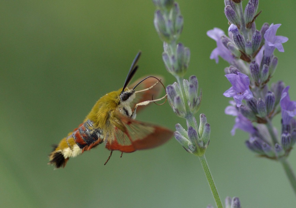 Le vol du sphinx fuciforme (Hemaris fuciformis)