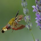 Le vol du sphinx fuciforme (Hemaris fuciformis)