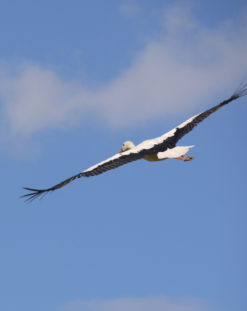 Le Vol D'une Cigogne ...