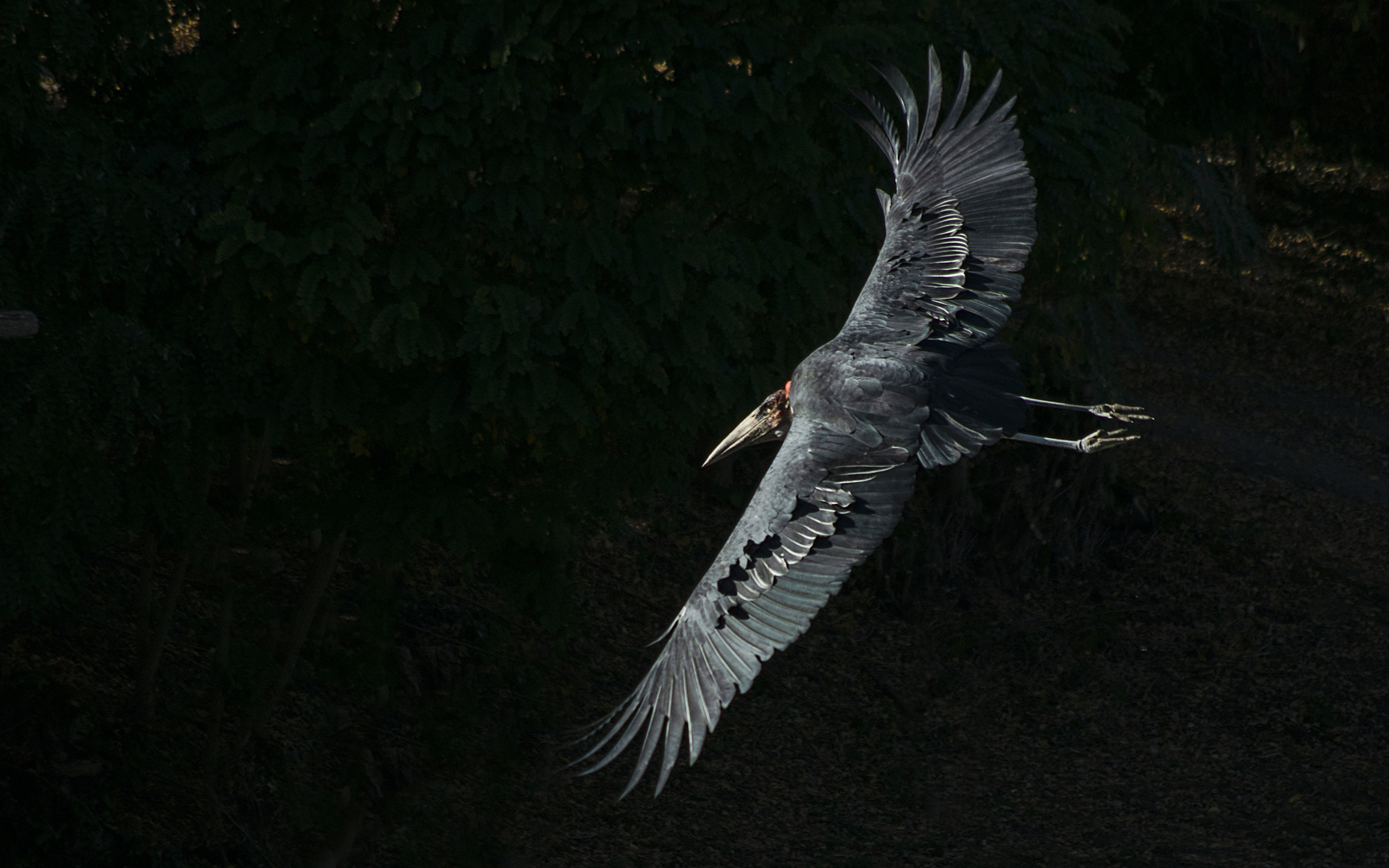 Le vol majestueux du marabout (Leptoptilos crumenifer)