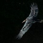 Le vol majestueux du marabout (Leptoptilos crumenifer)