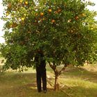 le voleur d'oranges ...