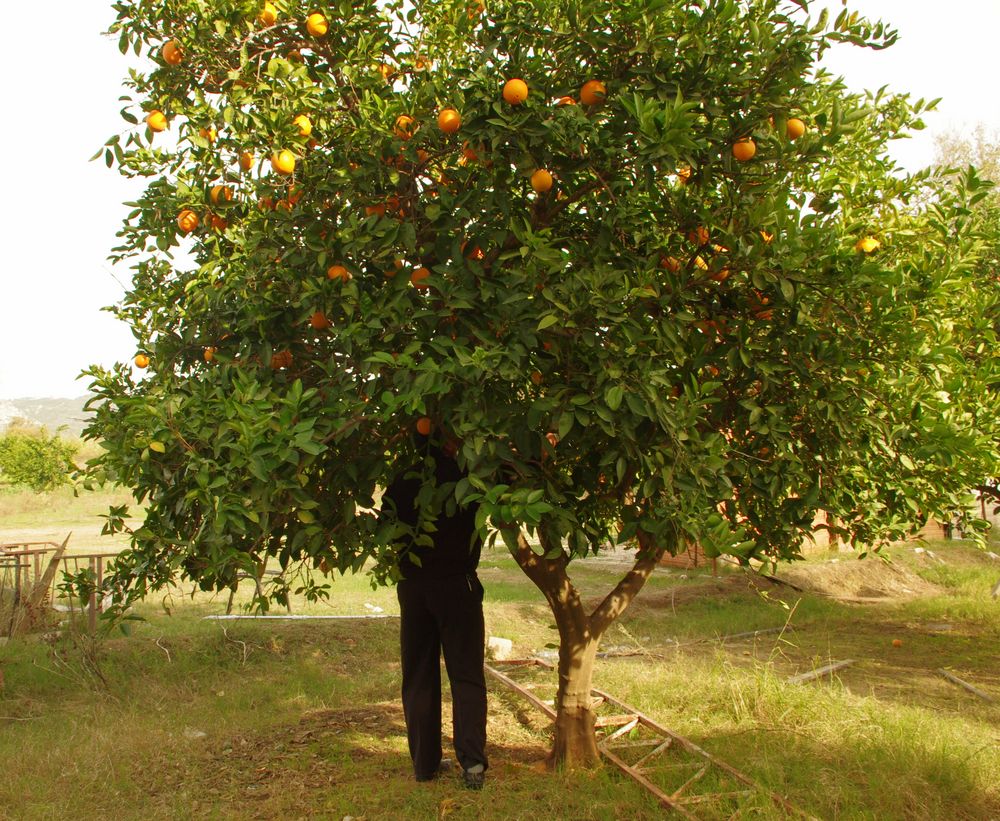 le voleur d'oranges ...