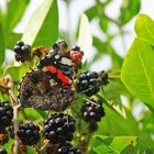 le vulcain gourmand 