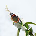 Le vulcain sur le deutzia... (hier midi)