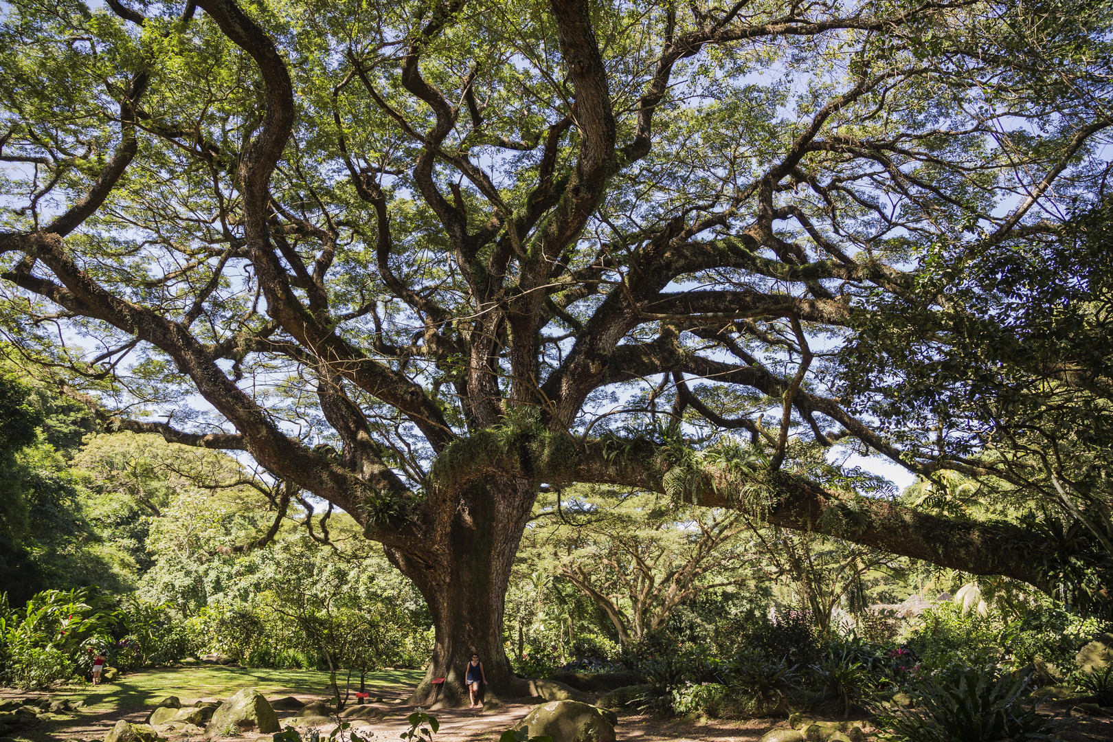 Le Zamana photo et image arbres nature photos Images Le Zamana photo et image arbres nature photos Images