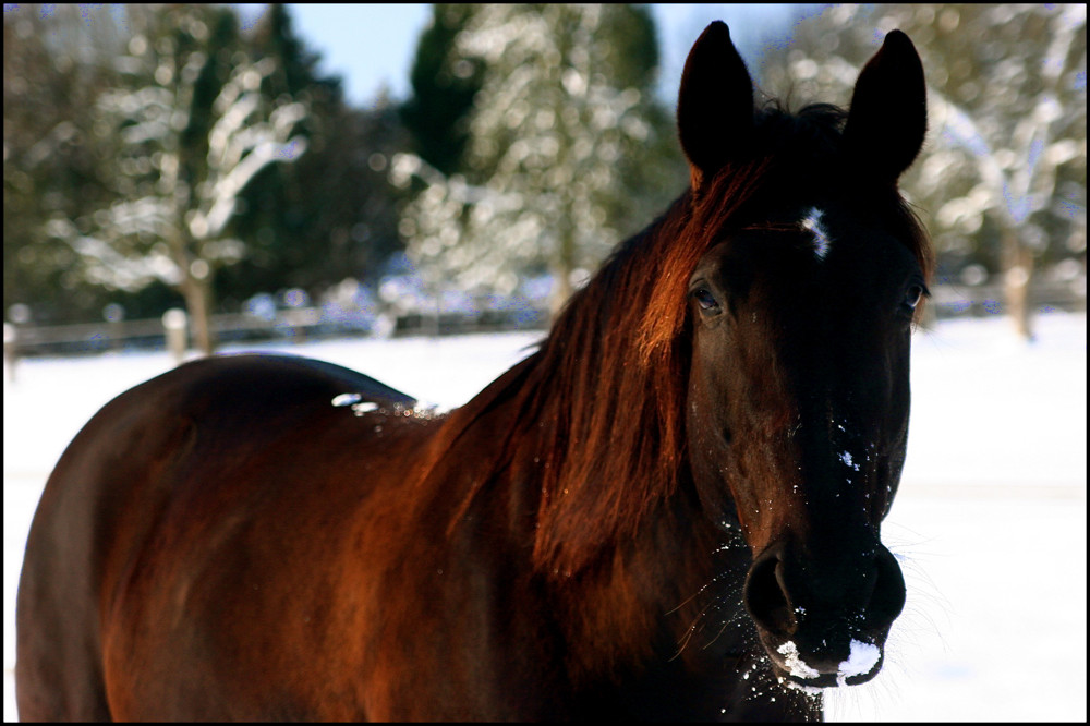 Lea im Schnee