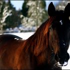 Lea im Schnee