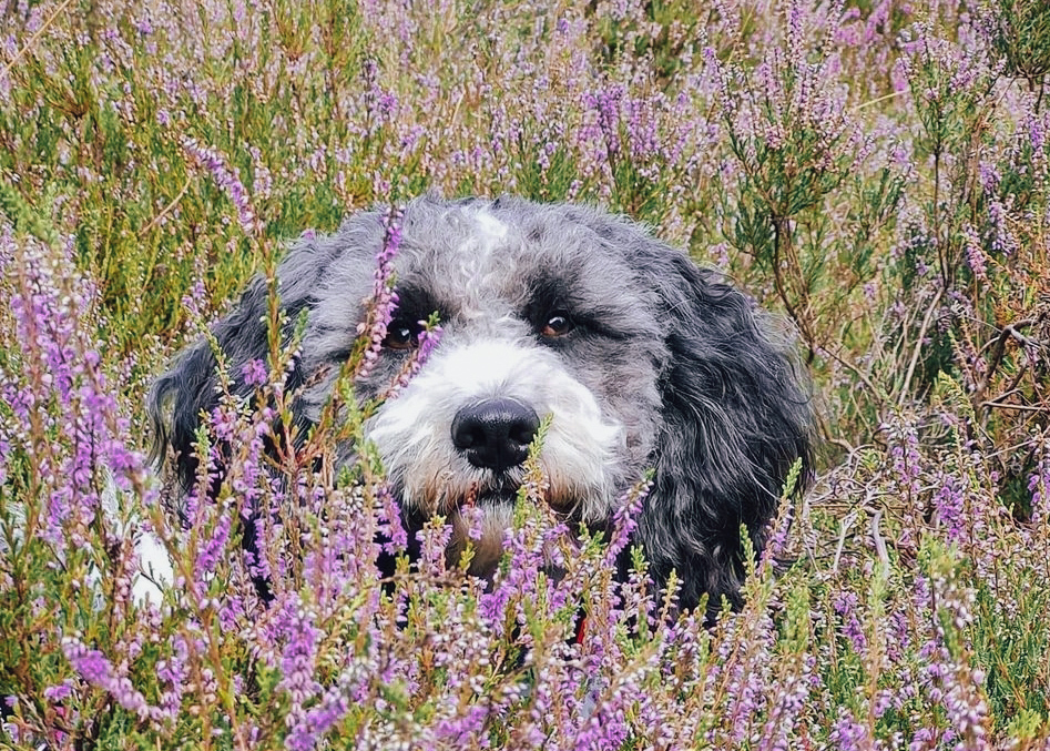 Lea in der Heide