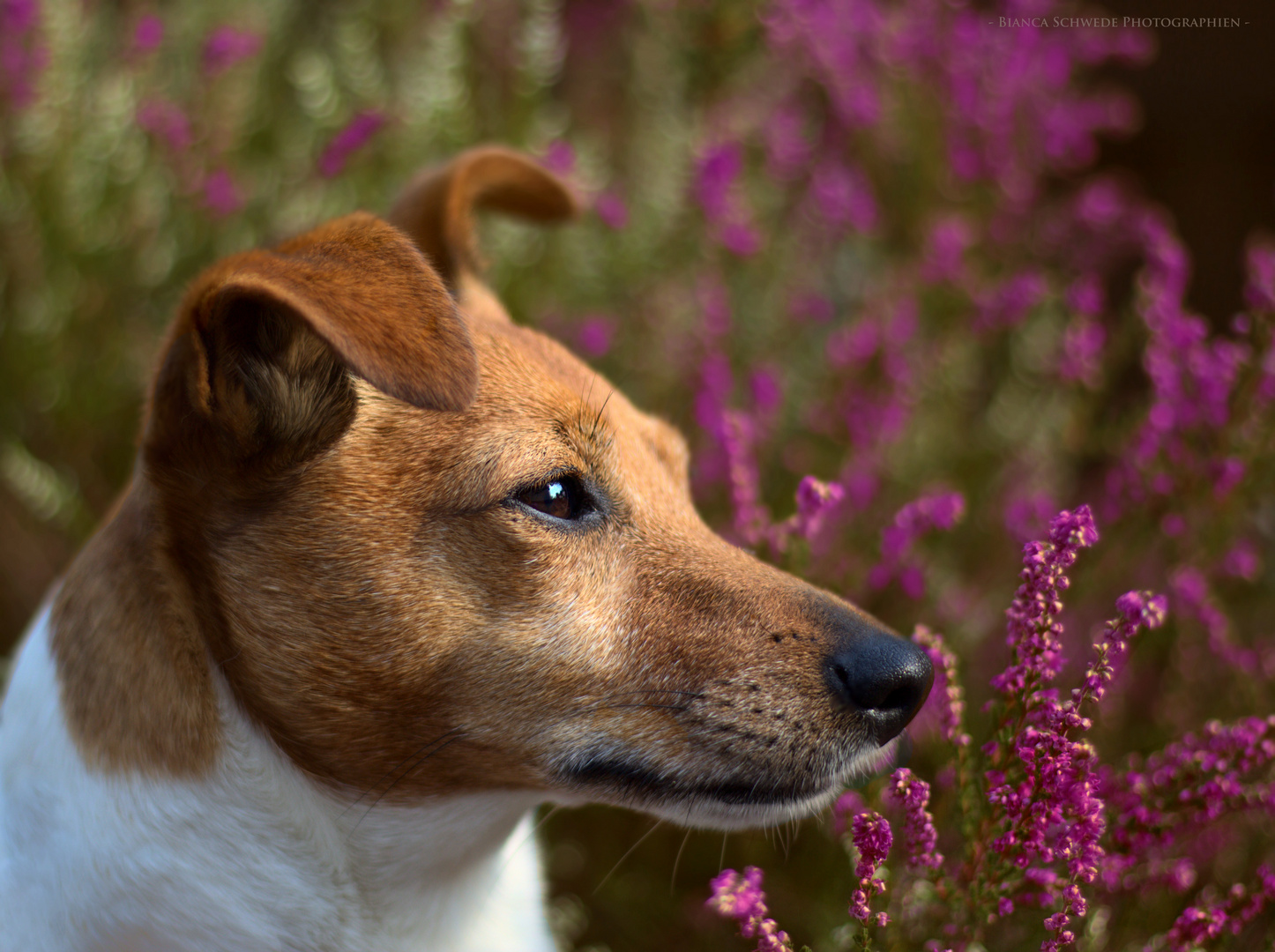 Lea in der Heide 