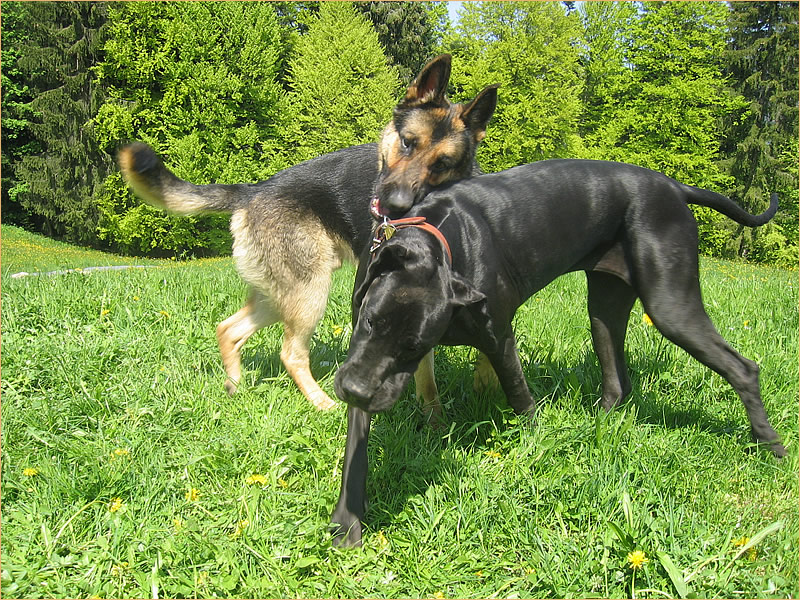 Lea und Buddy I